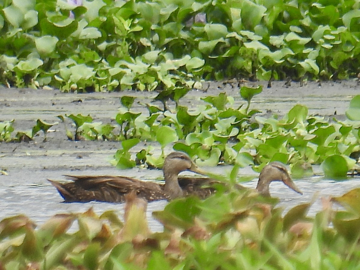 Mottled Duck - ML620643326