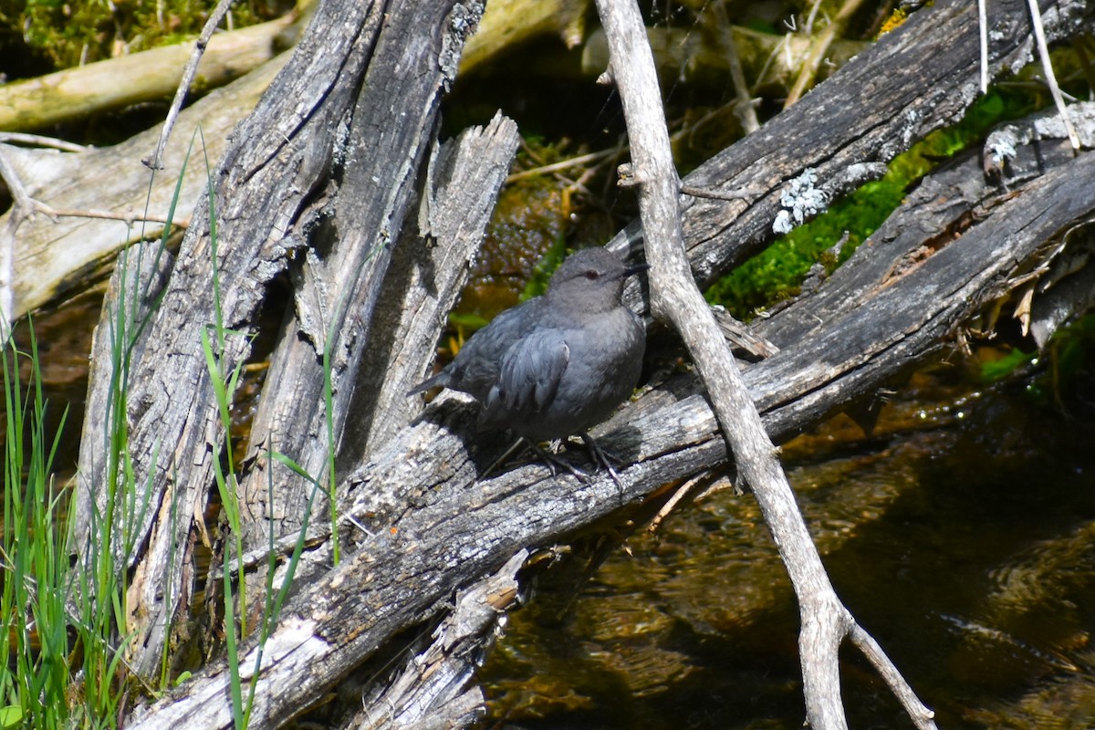 American Dipper - ML620643329