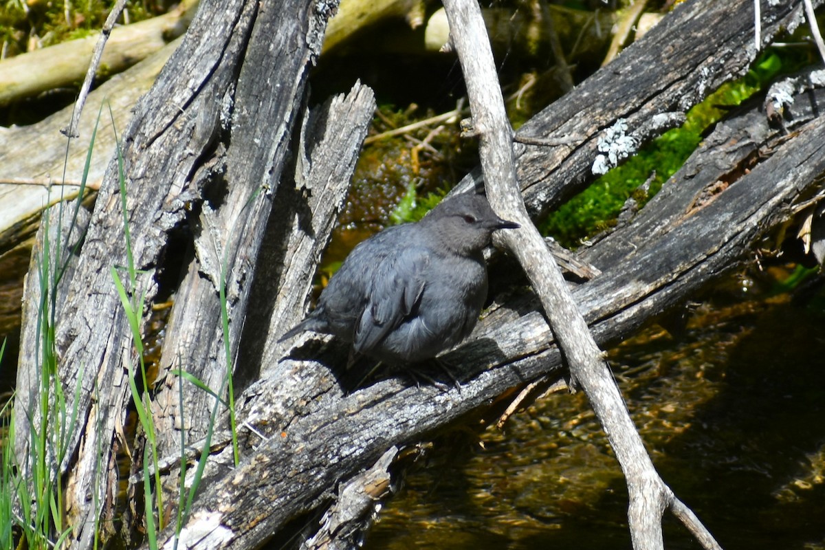 メキシコカワガラス - ML620643330