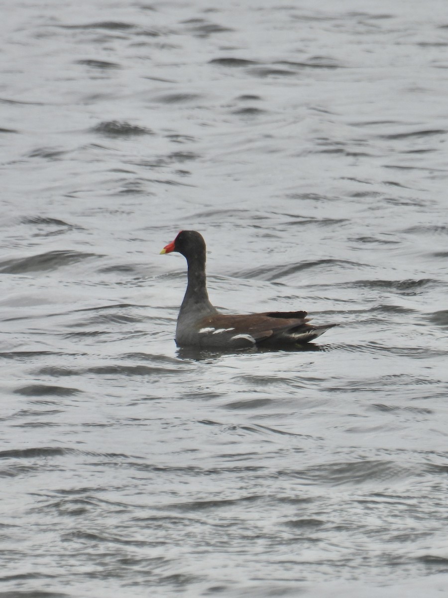 Common Gallinule - L LeBlanc