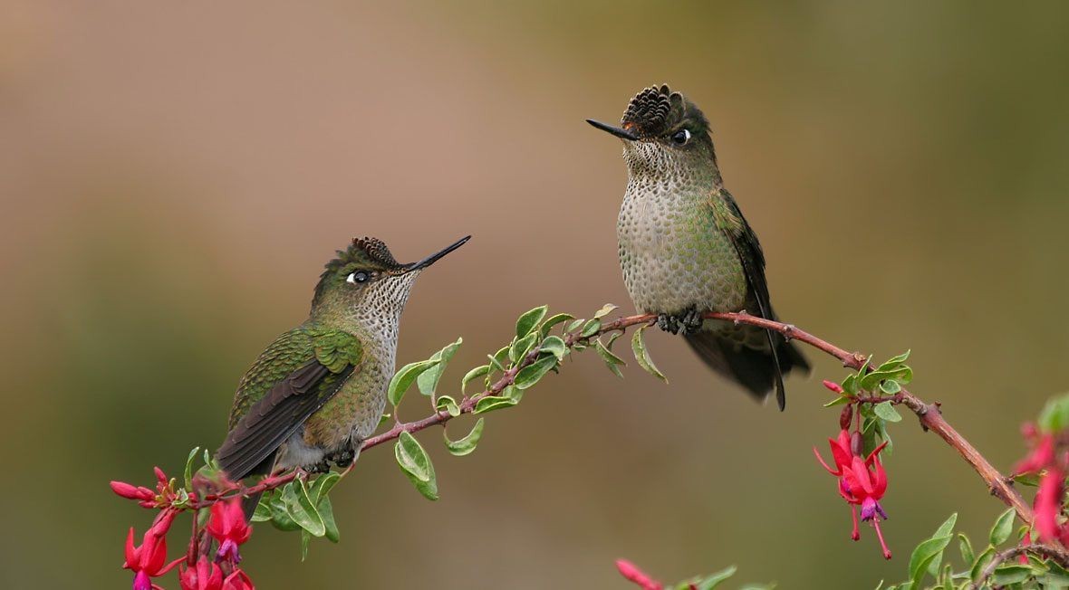 Green-backed Firecrown - ML620643340