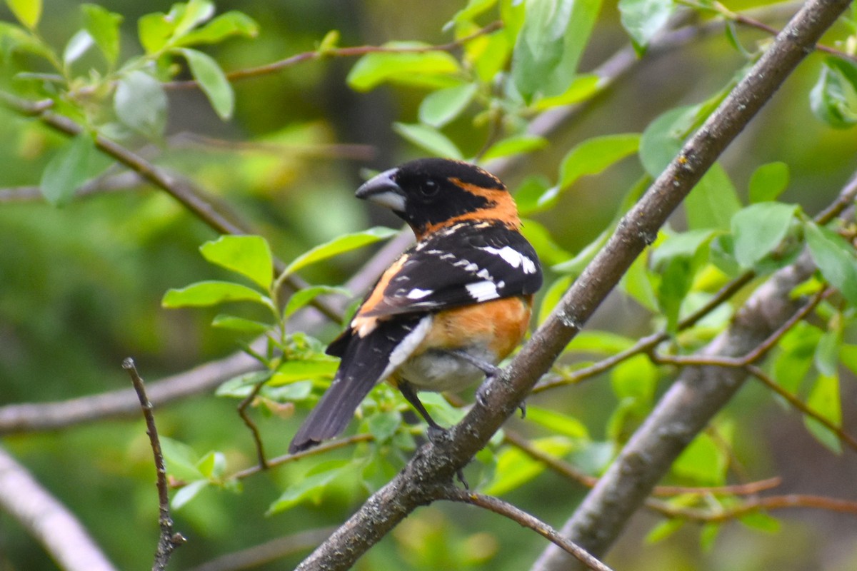 Cardinal à tête noire - ML620643343