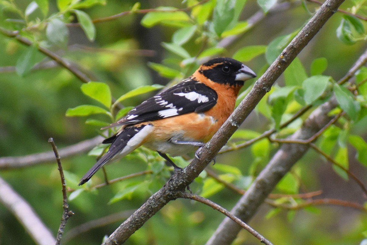 Cardinal à tête noire - ML620643344