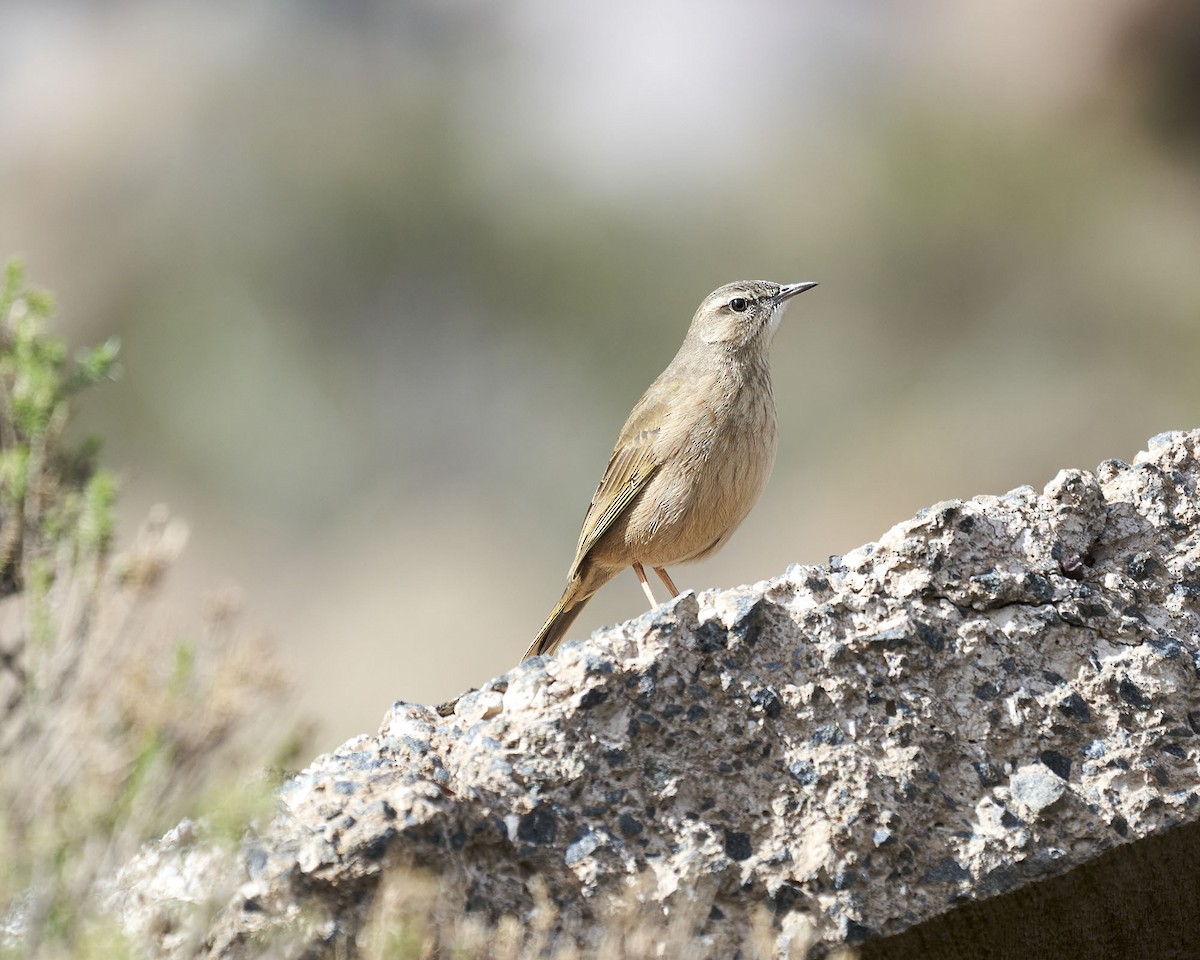 Yellow-tufted Pipit - ML620643345