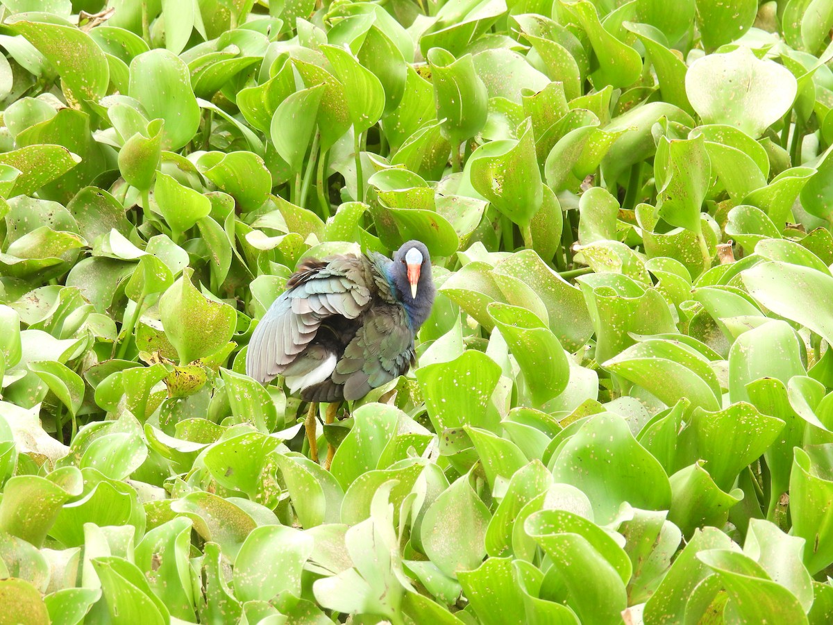 Purple Gallinule - ML620643350