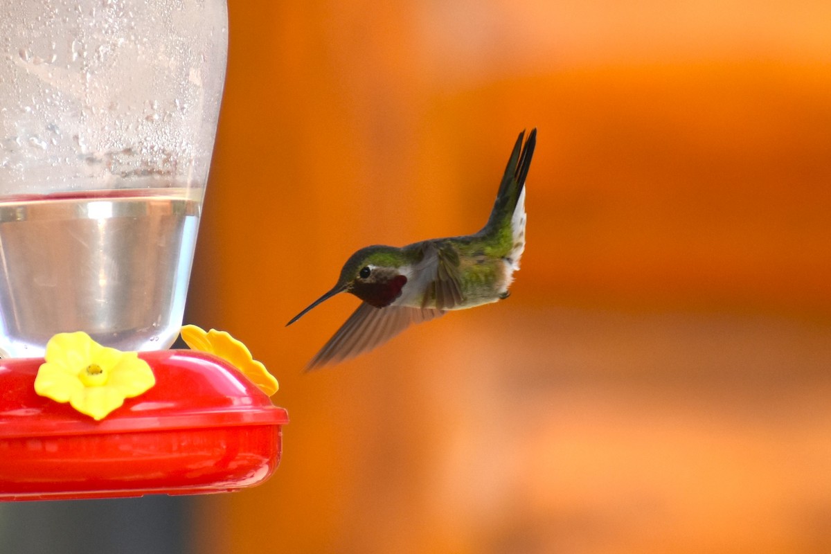 Broad-tailed Hummingbird - ML620643355