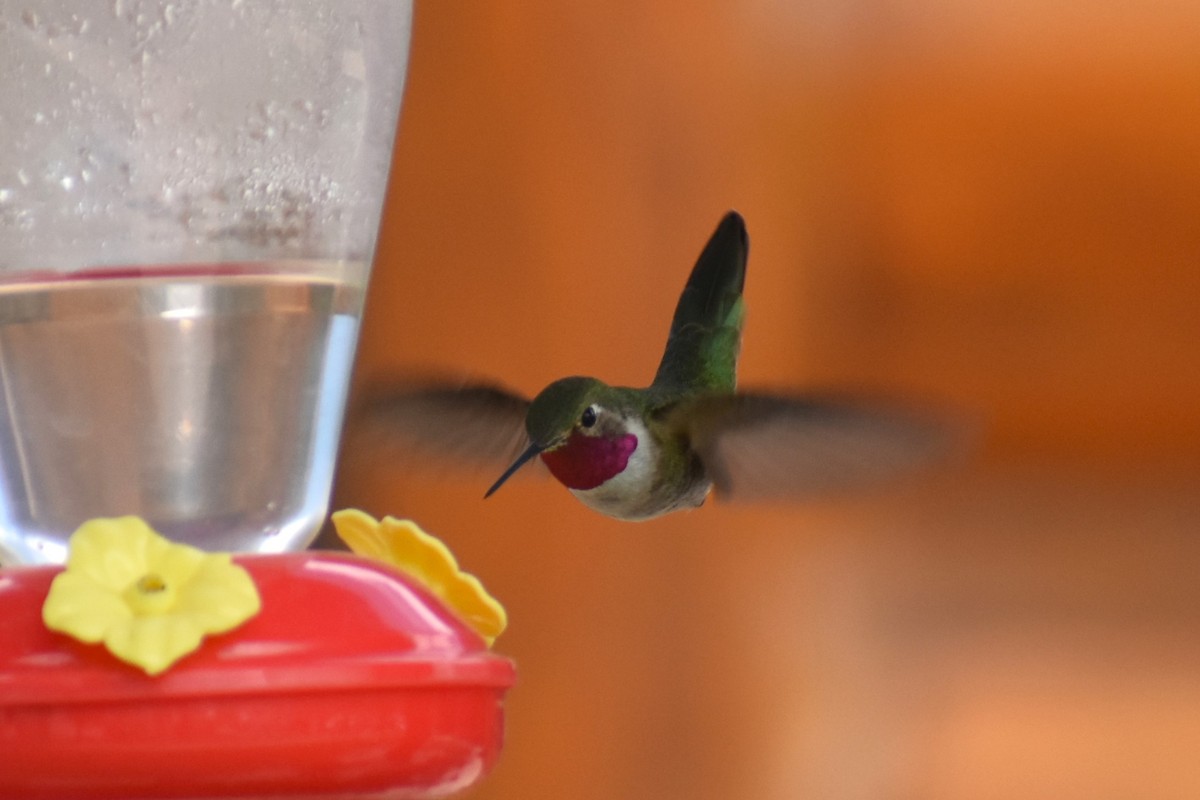 Broad-tailed Hummingbird - ML620643356