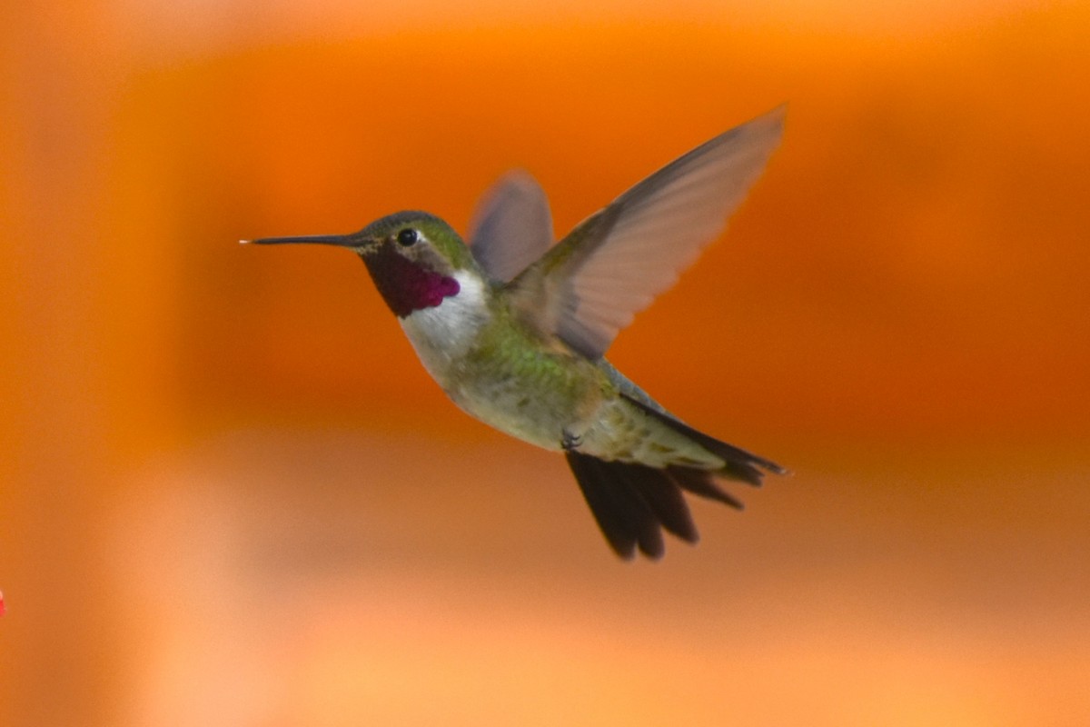 Broad-tailed Hummingbird - Ryan Dziedzic