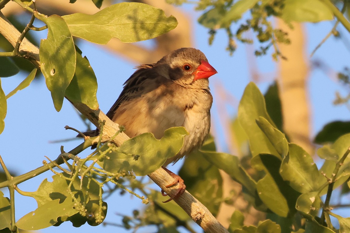 Travailleur à bec rouge - ML620643359