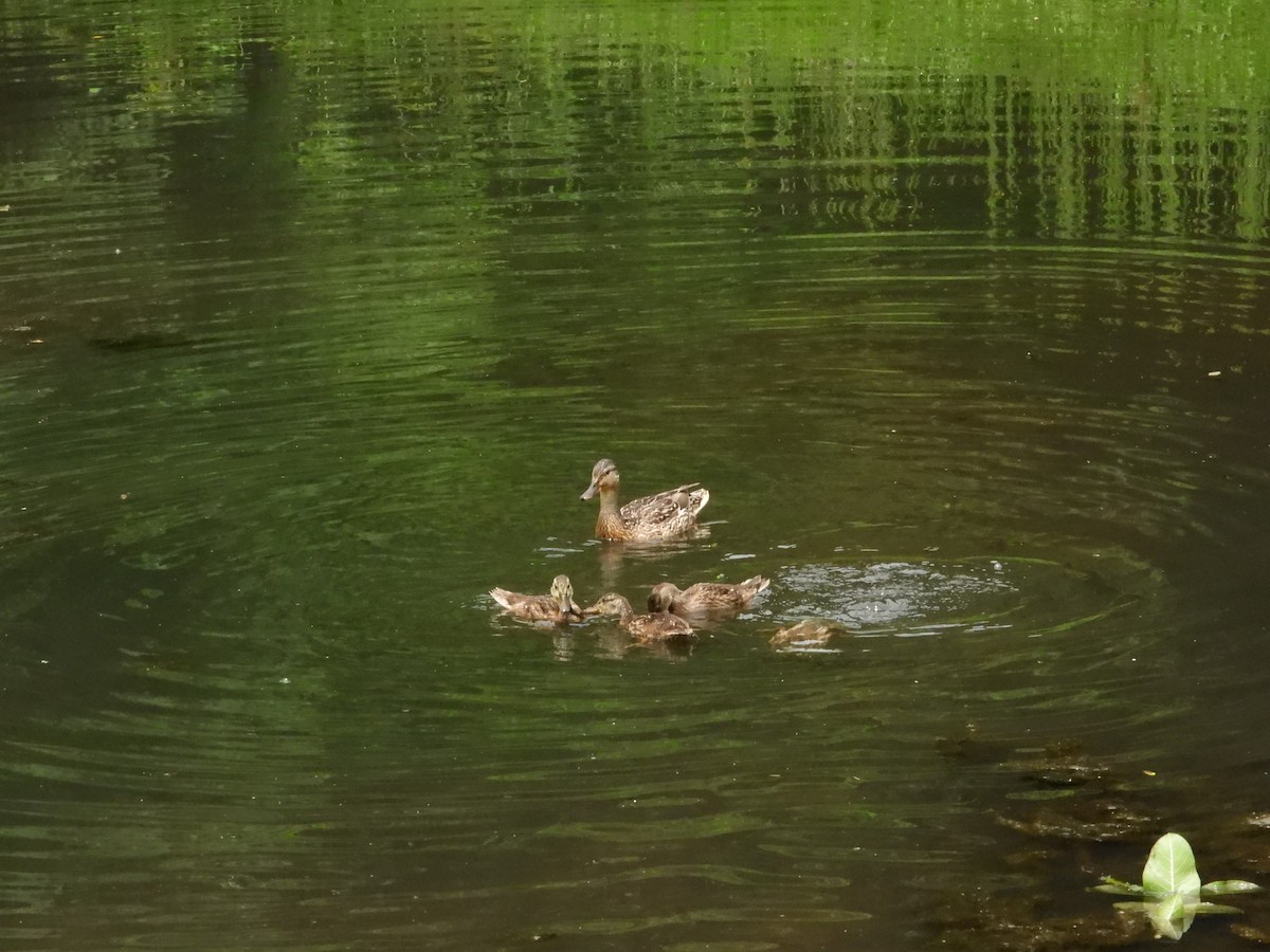 Mallard - Jean W. Côté