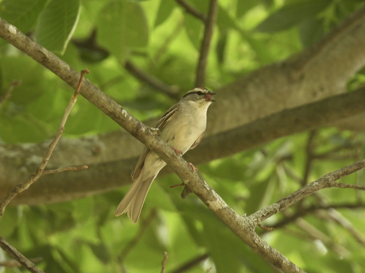 Chipping Sparrow - ML620643366