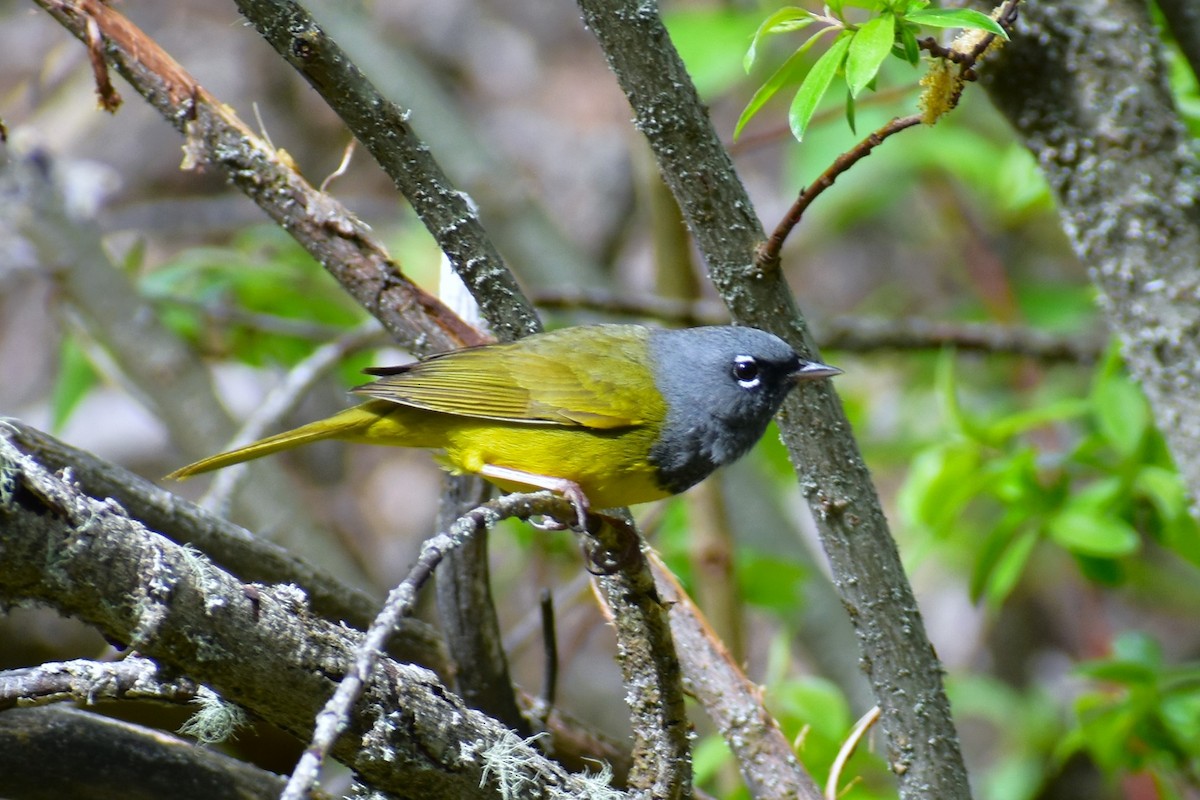 MacGillivray's Warbler - ML620643368