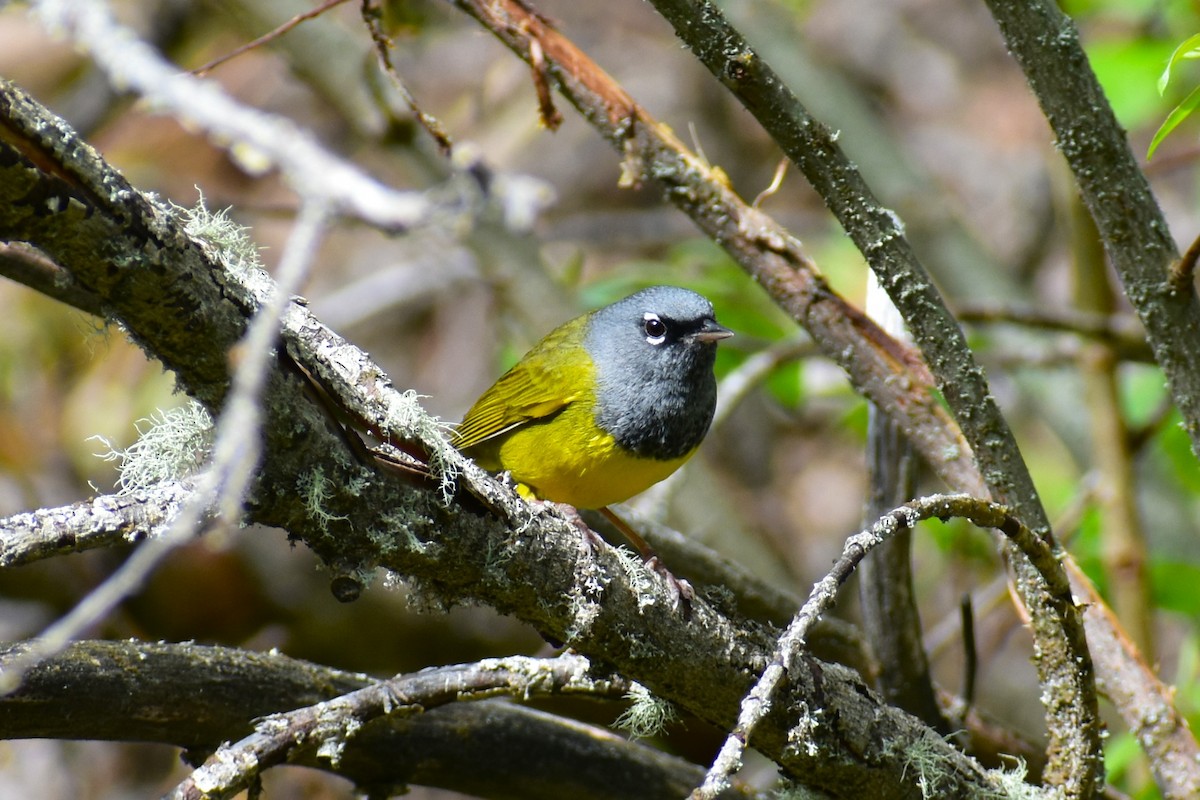 MacGillivray's Warbler - ML620643369