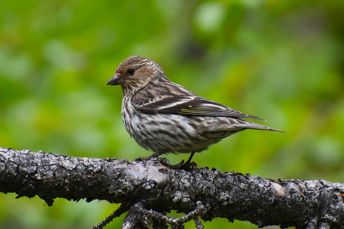 Pine Siskin - Ryan Dziedzic