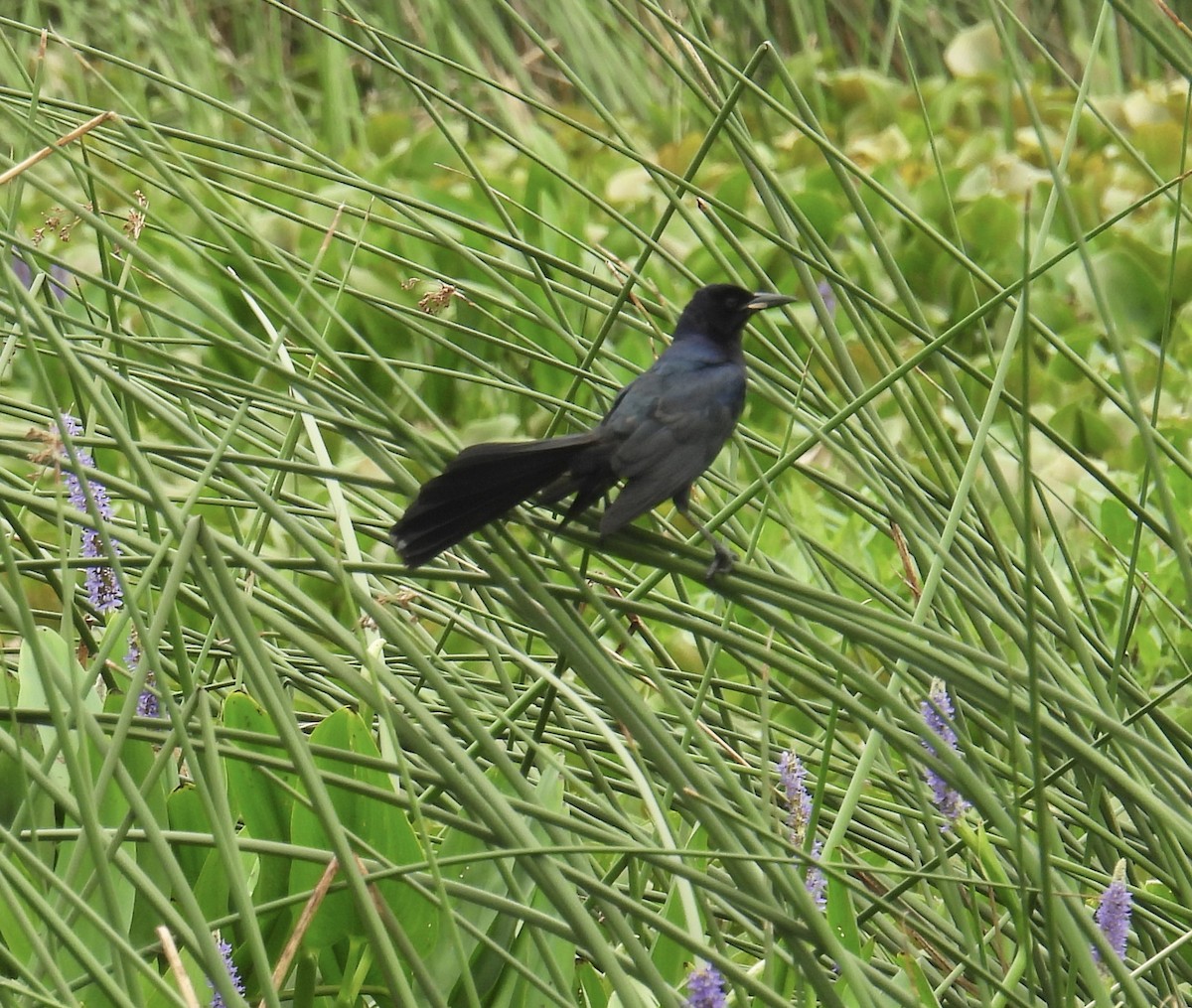 Great-tailed Grackle - L LeBlanc