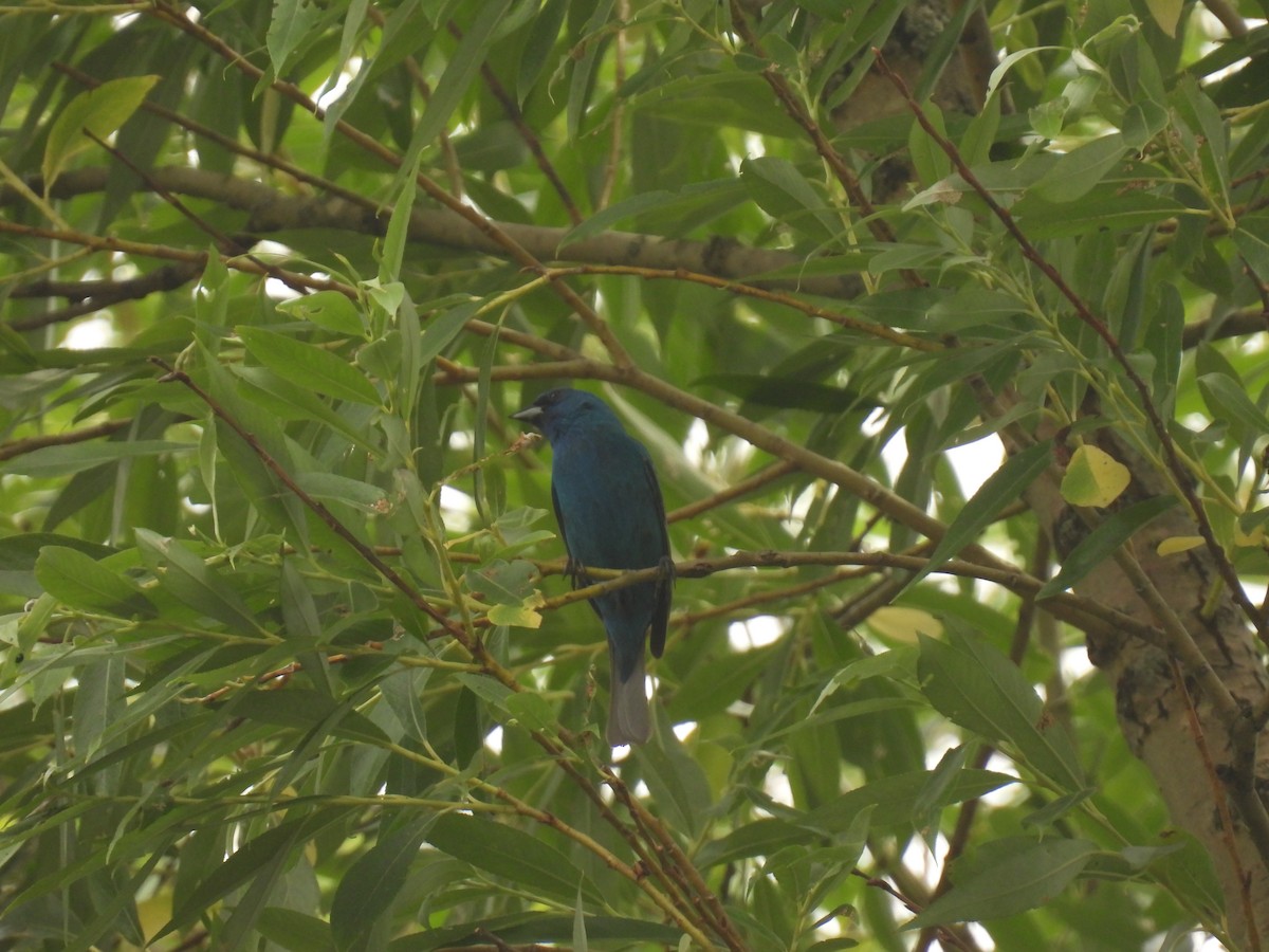 Indigo Bunting - ML620643375