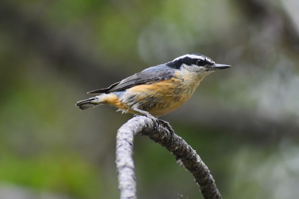 Red-breasted Nuthatch - ML620643378