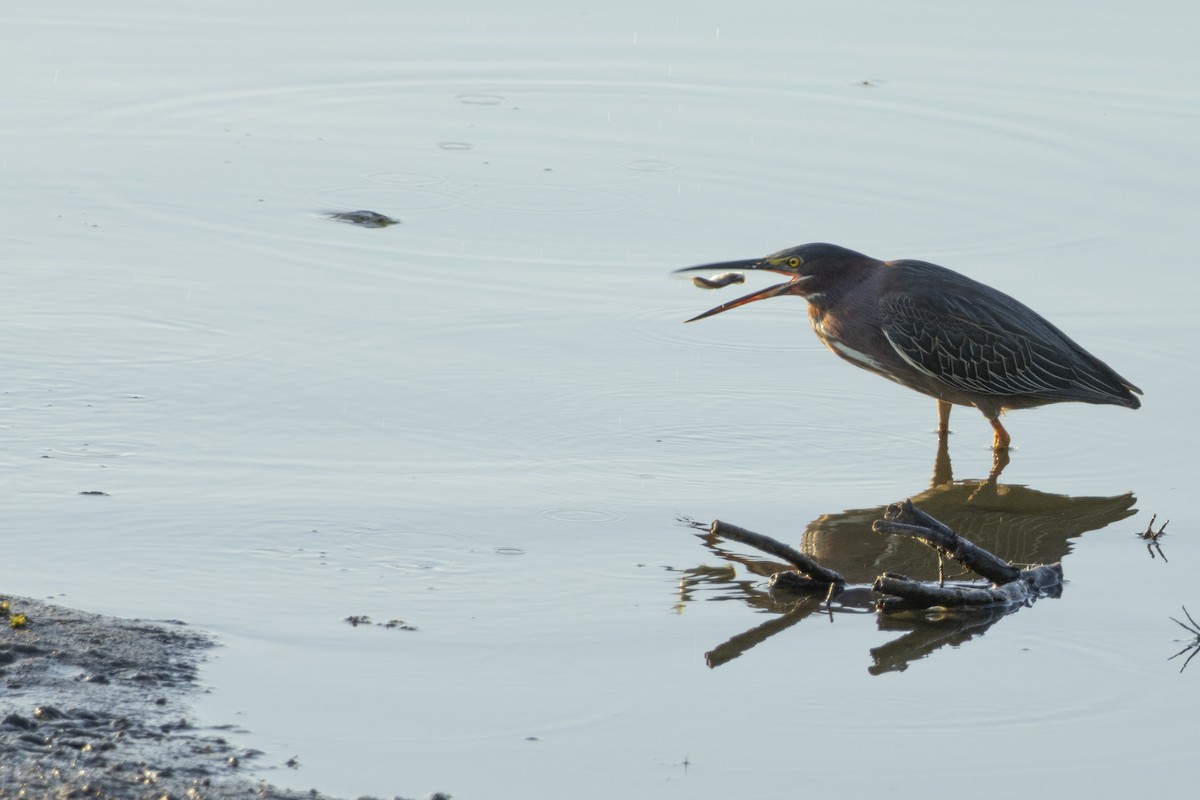 Green Heron - ML620643380