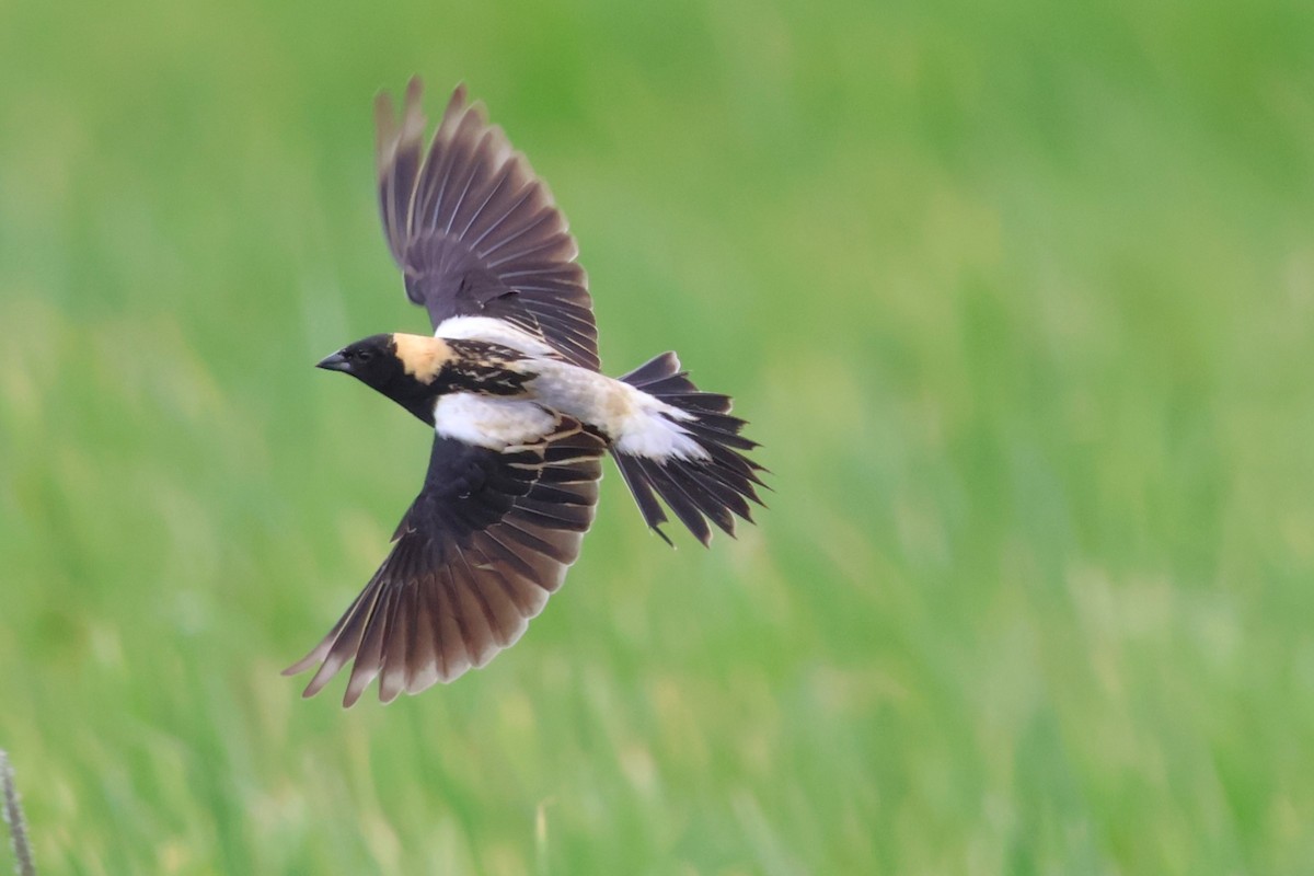 bobolink americký - ML620643384