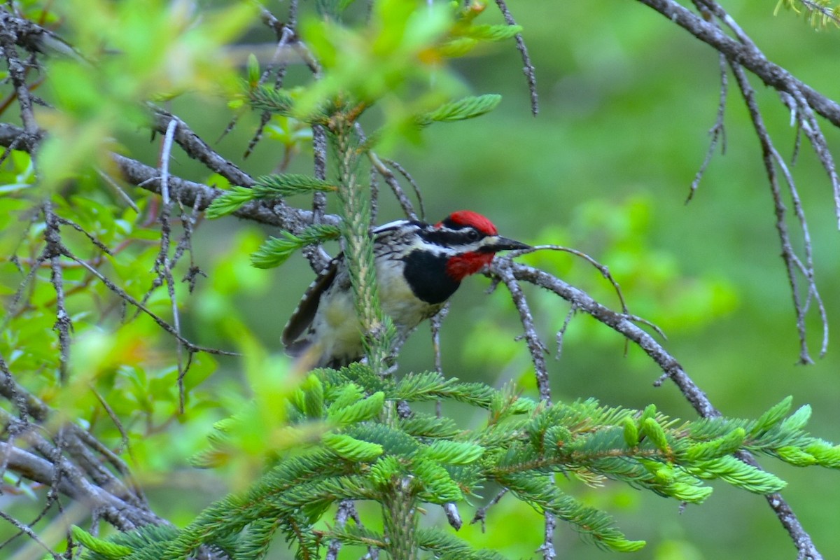 Red-naped Sapsucker - ML620643385