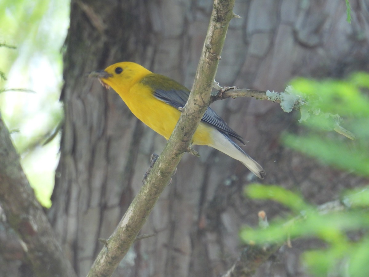 Prothonotary Warbler - ML620643389