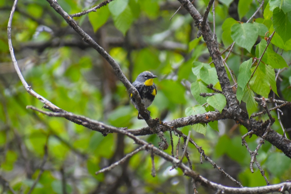 Yellow-rumped Warbler (Audubon's) - ML620643392