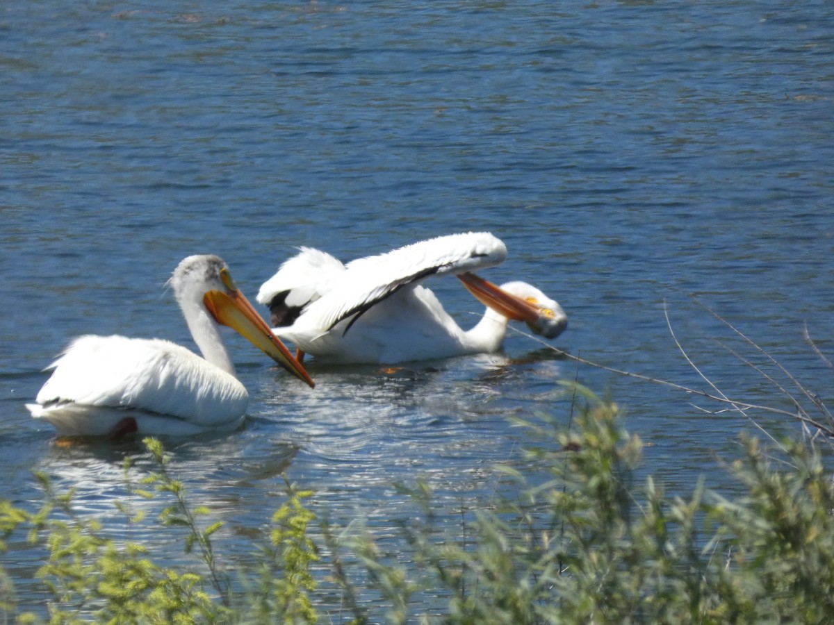 American White Pelican - ML620643393