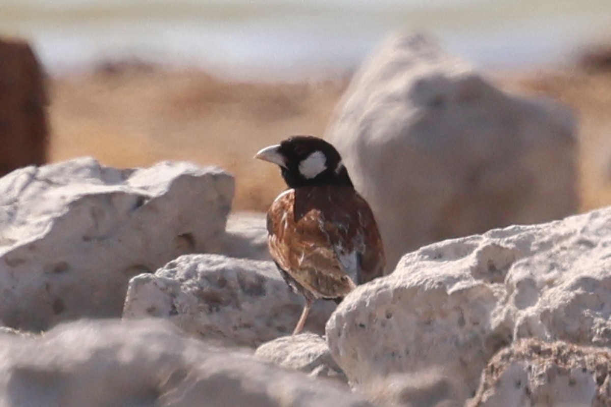 Chestnut-backed Sparrow-Lark - ML620643394