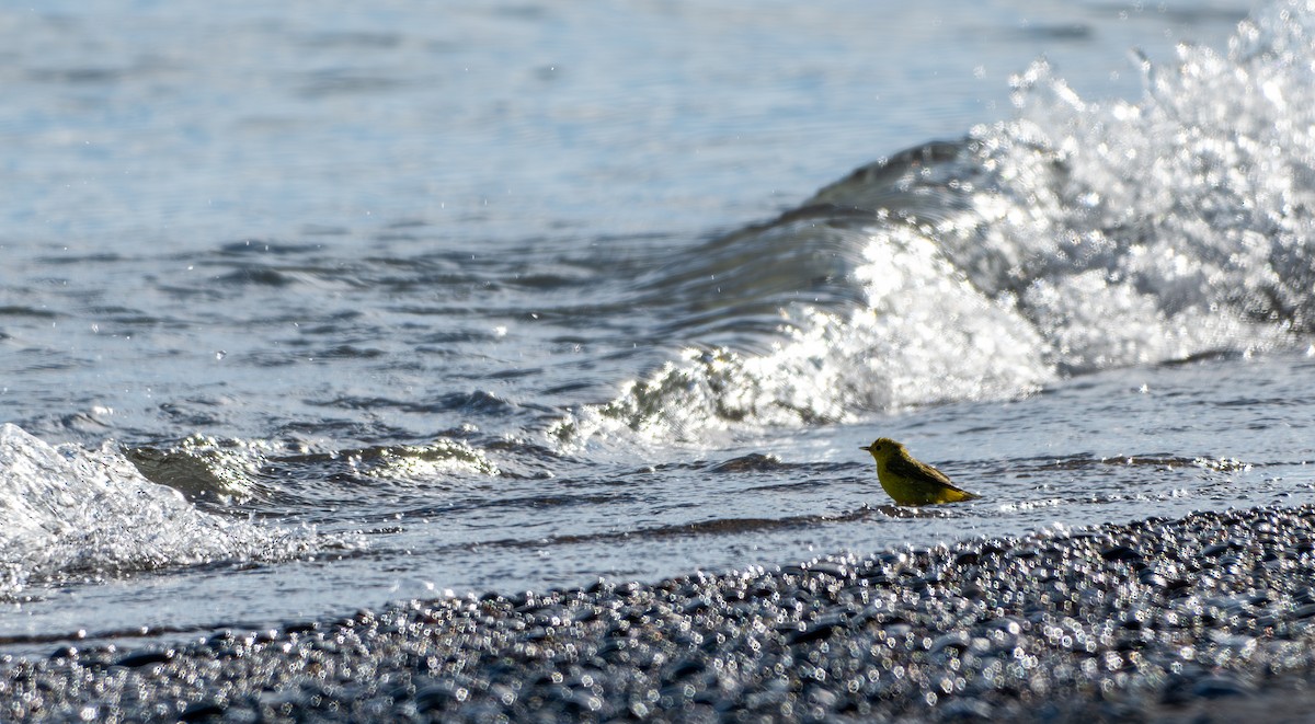 Yellow Warbler - ML620643396