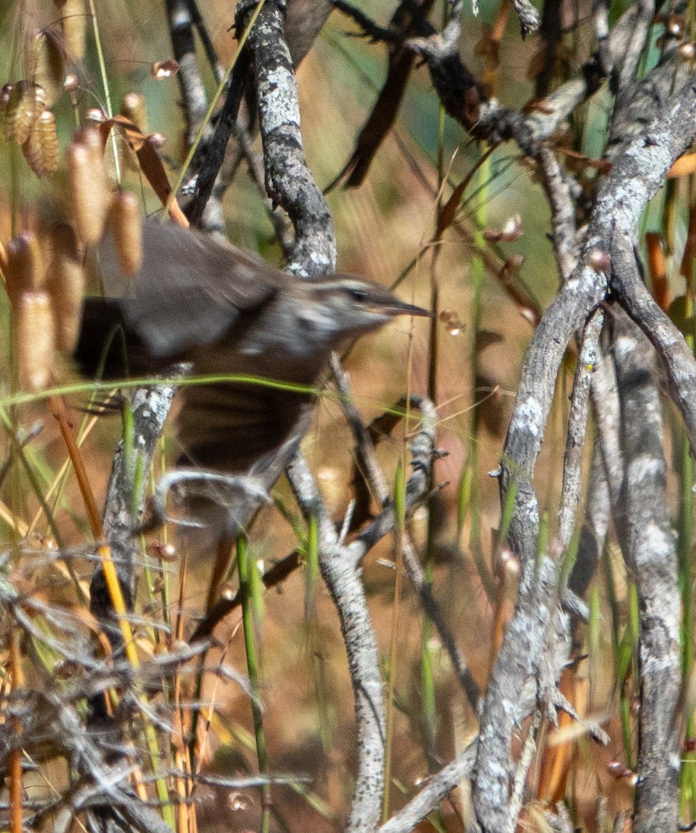 Bewick's Wren - ML620643397