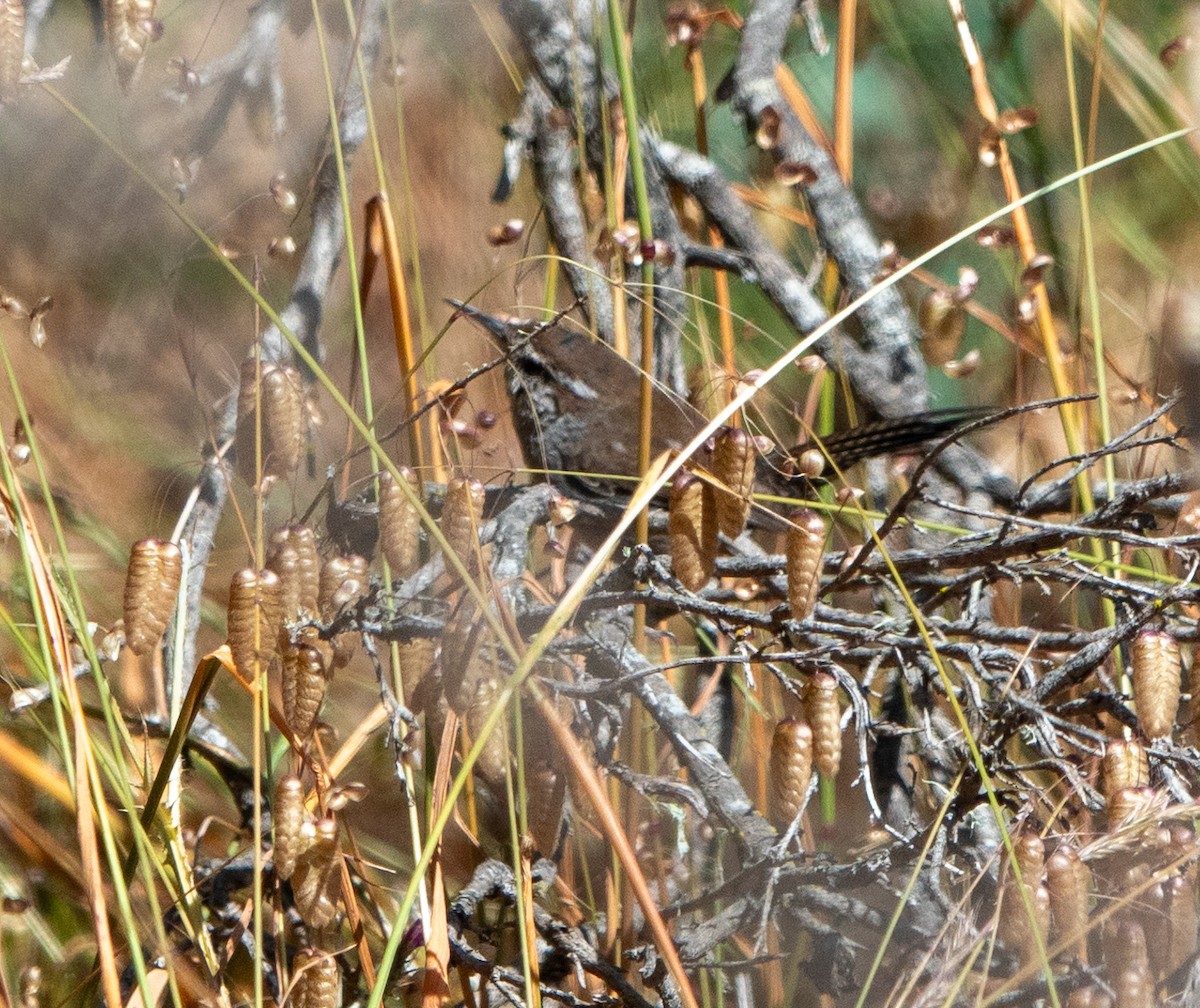 Bewick's Wren - ML620643398