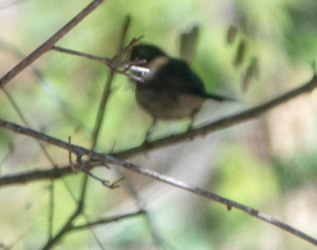 Bewick's Wren - ML620643399