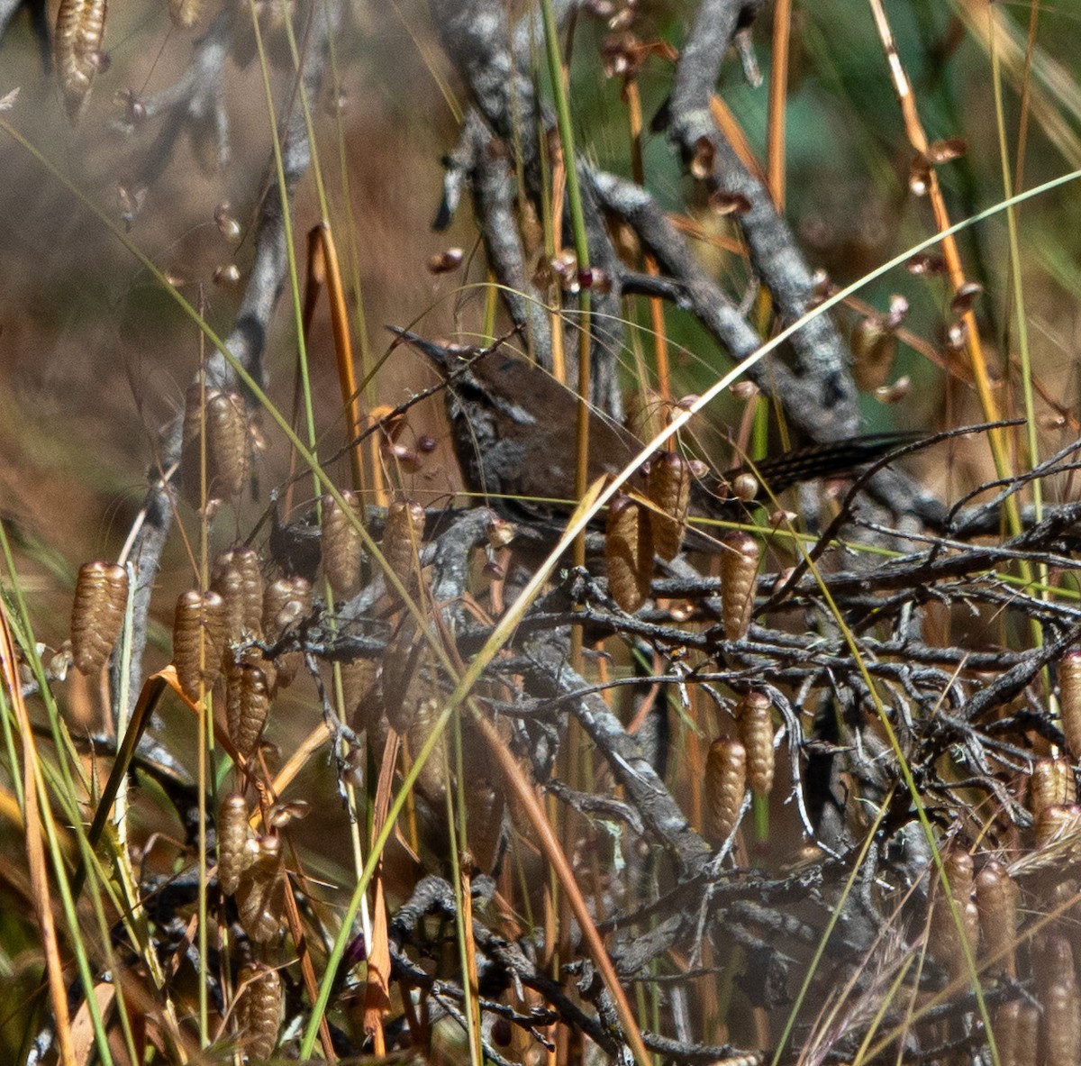 Bewick's Wren - ML620643400