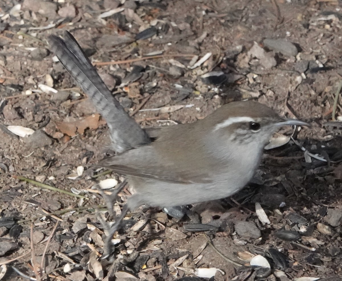 Bewick's Wren - ML620643401