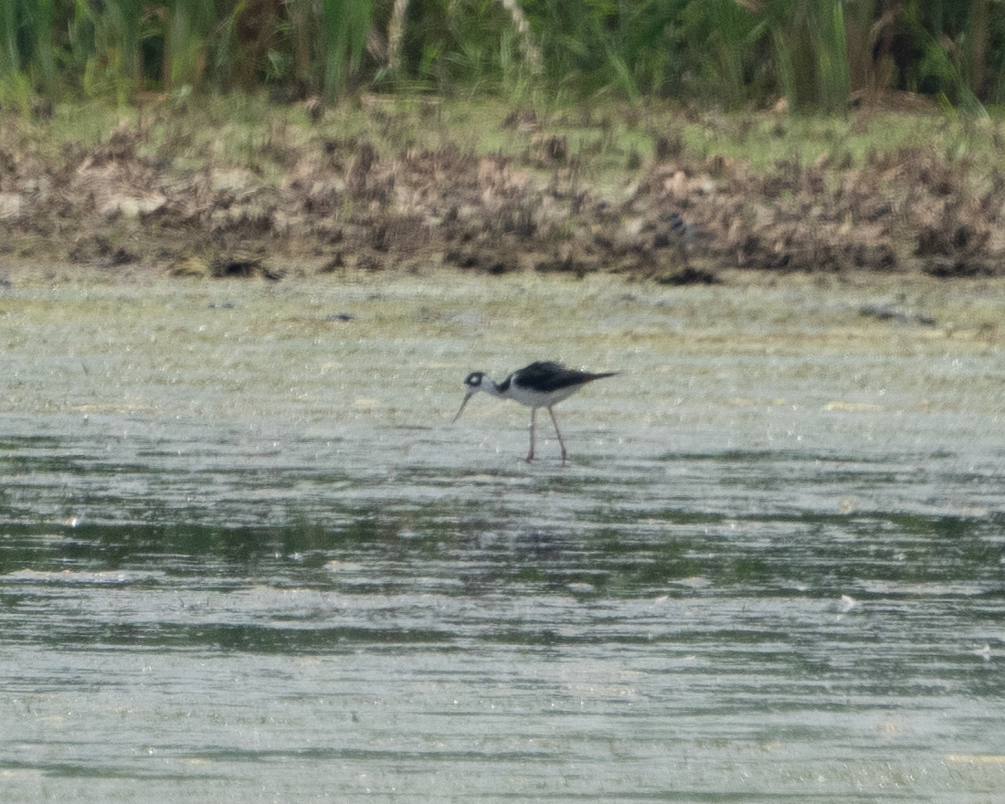 Black-necked Stilt - ML620643404