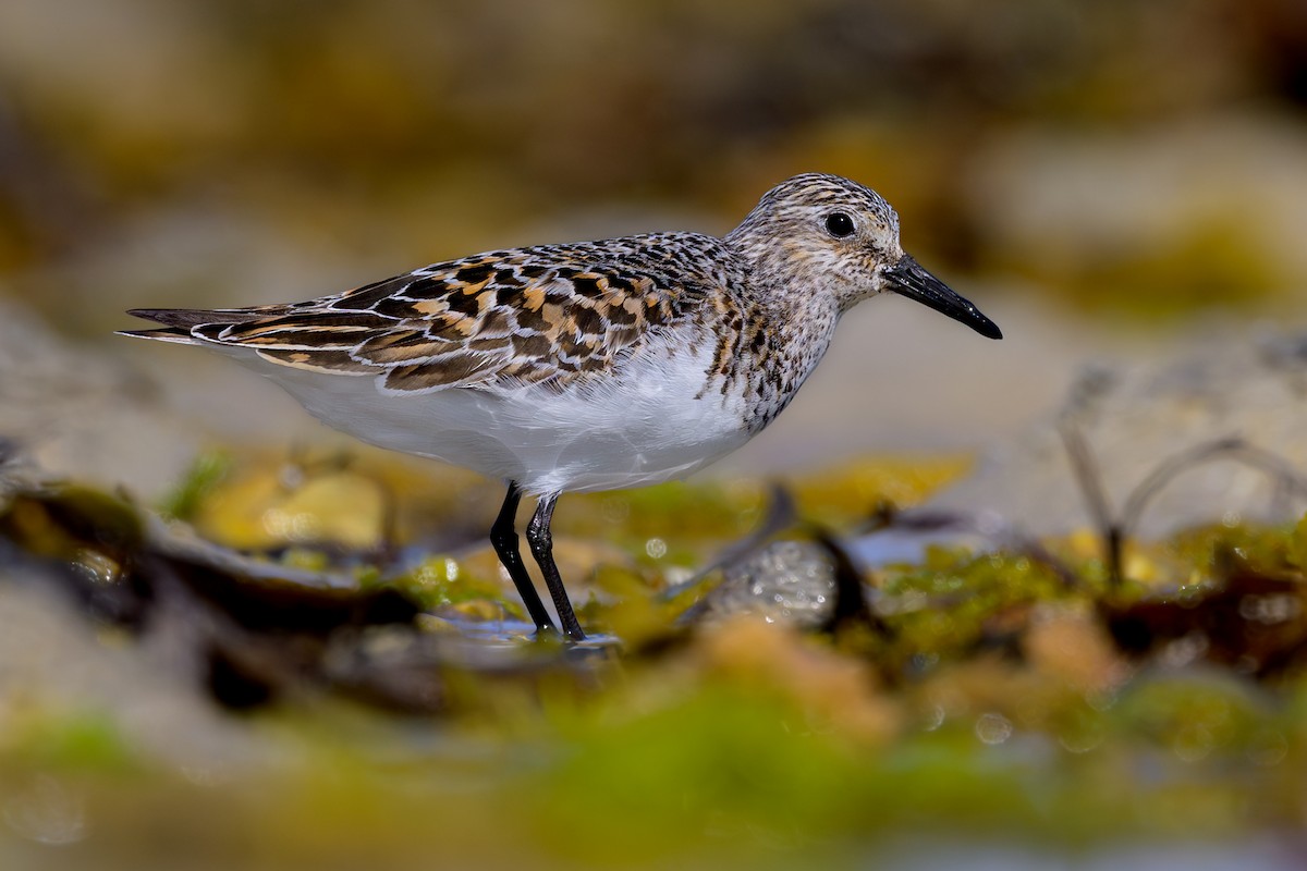 Sanderling - ML620643406