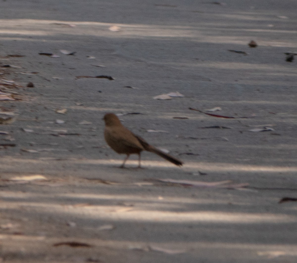 California Towhee - ML620643407