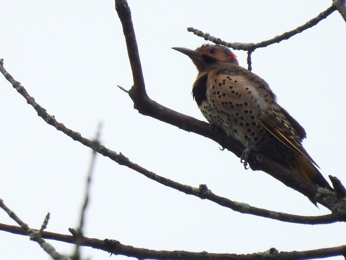 Northern Flicker - ML620643414