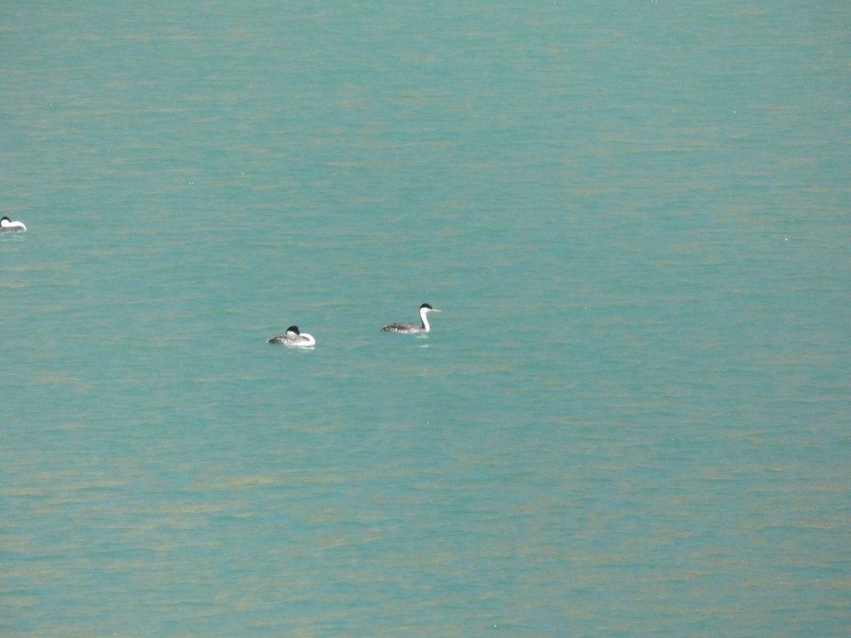 Western Grebe - ML620643416