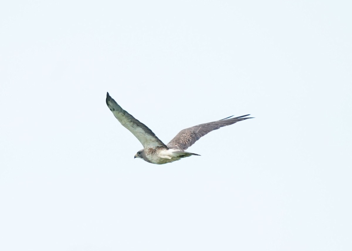 Swainson's Hawk - ML620643418