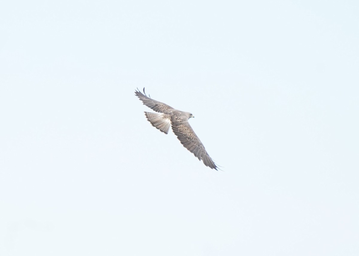 Swainson's Hawk - ML620643419