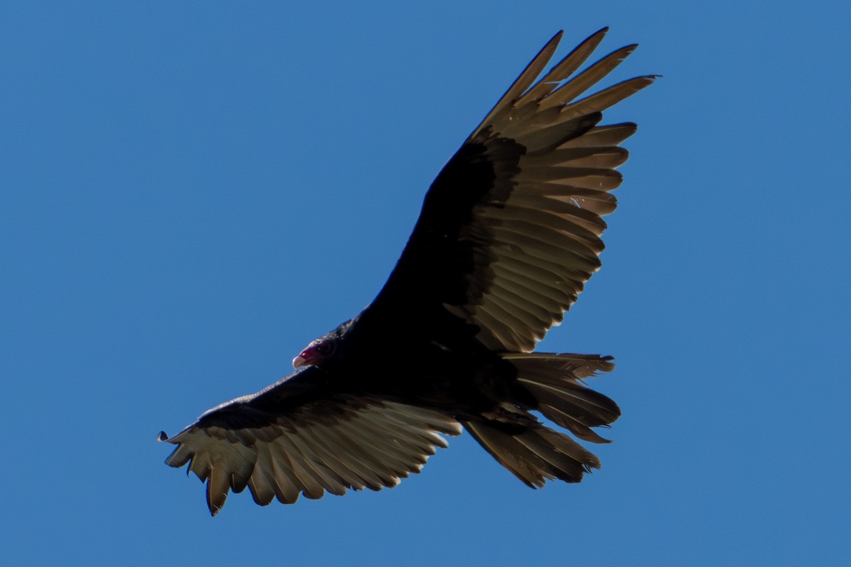 Turkey Vulture - ML620643420