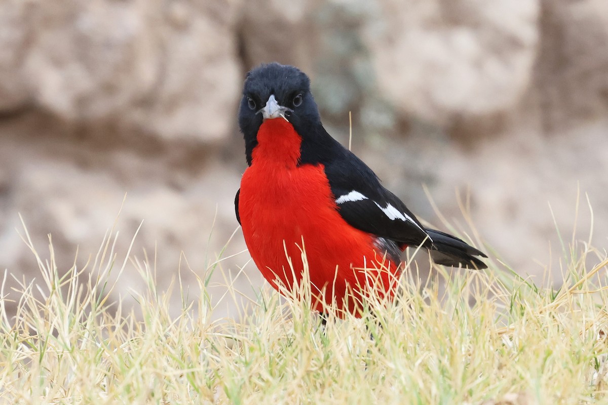 Crimson-breasted Gonolek - ML620643421