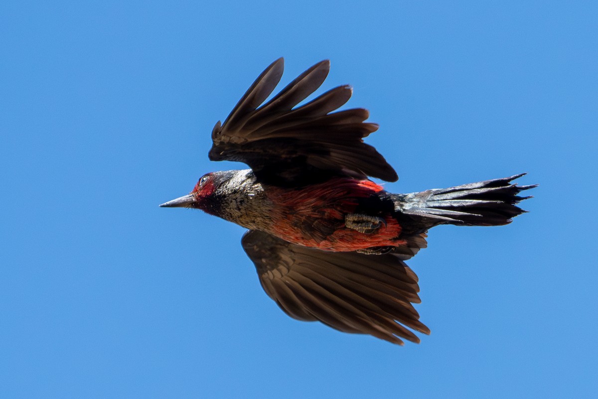 Lewis's Woodpecker - ML620643426