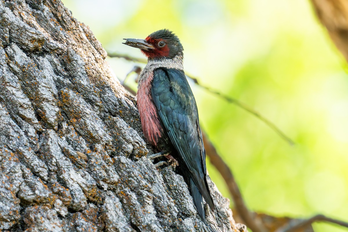 Lewis's Woodpecker - ML620643428