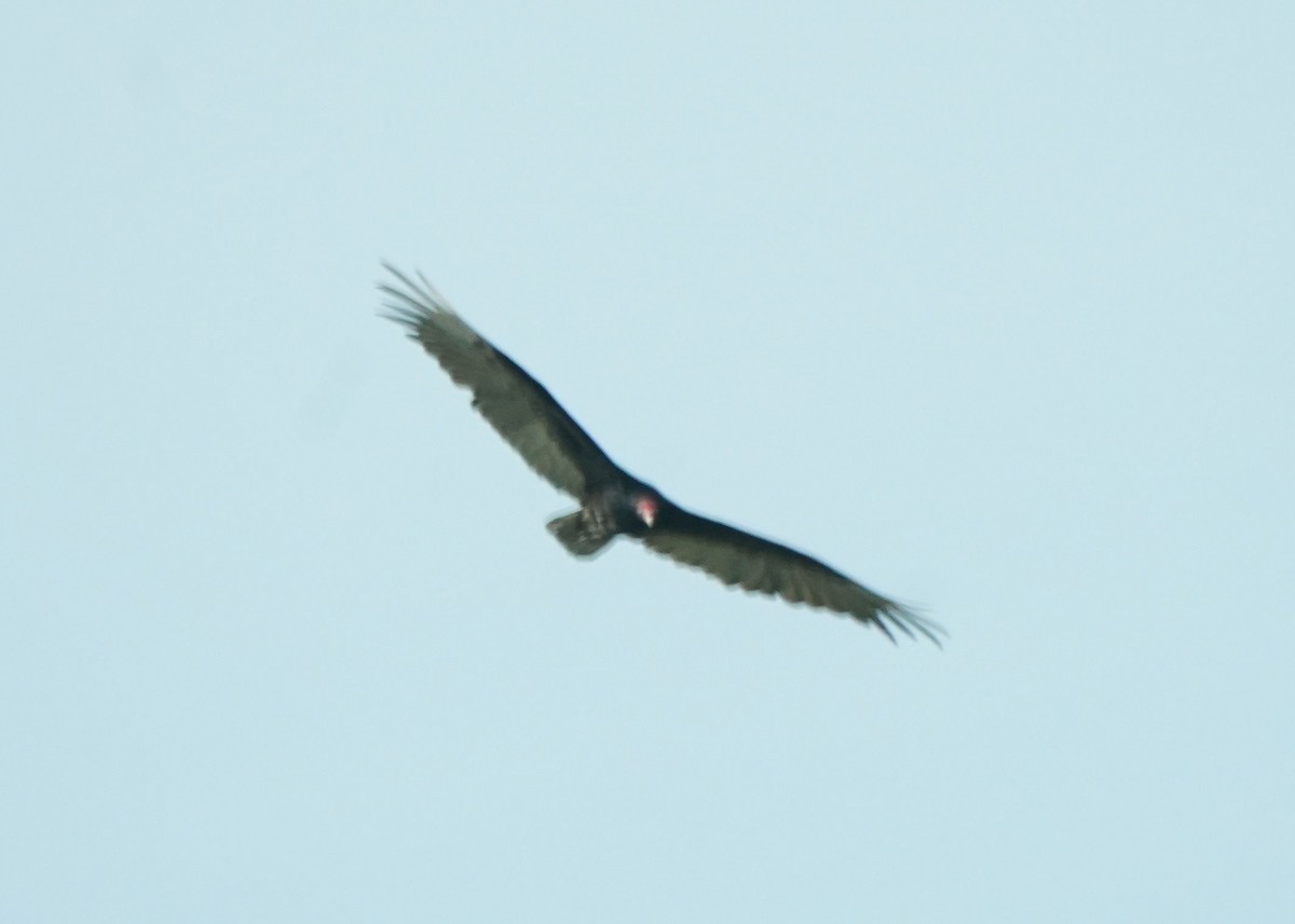 Turkey Vulture - ML620643434