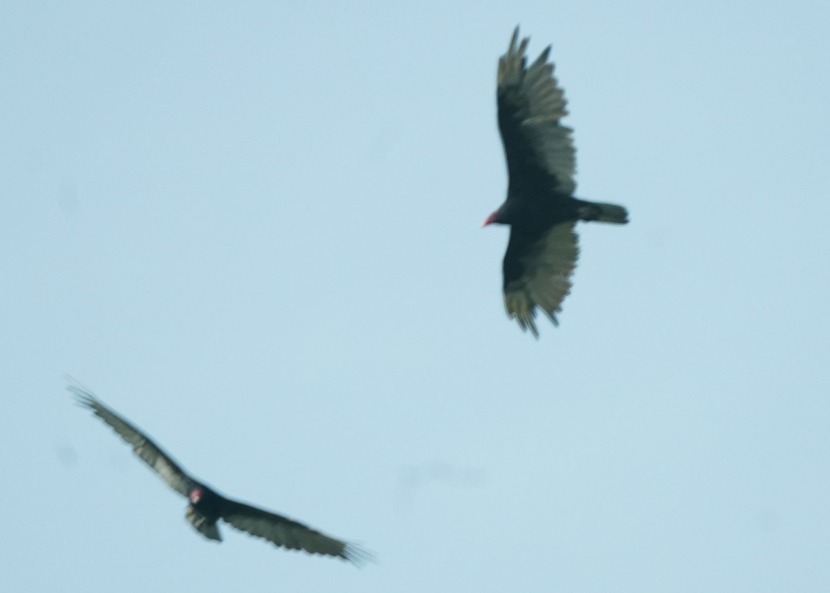 Turkey Vulture - ML620643435