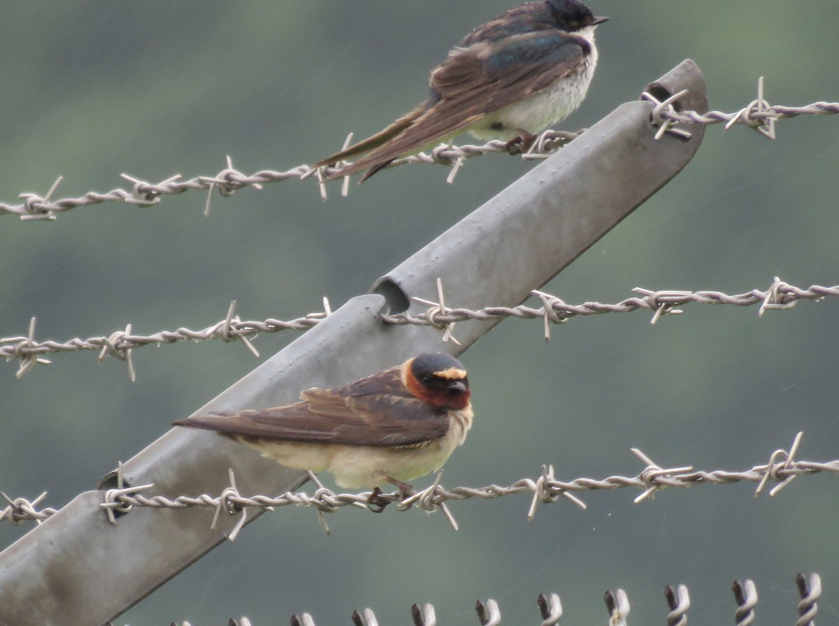 Cliff Swallow - ML620643436