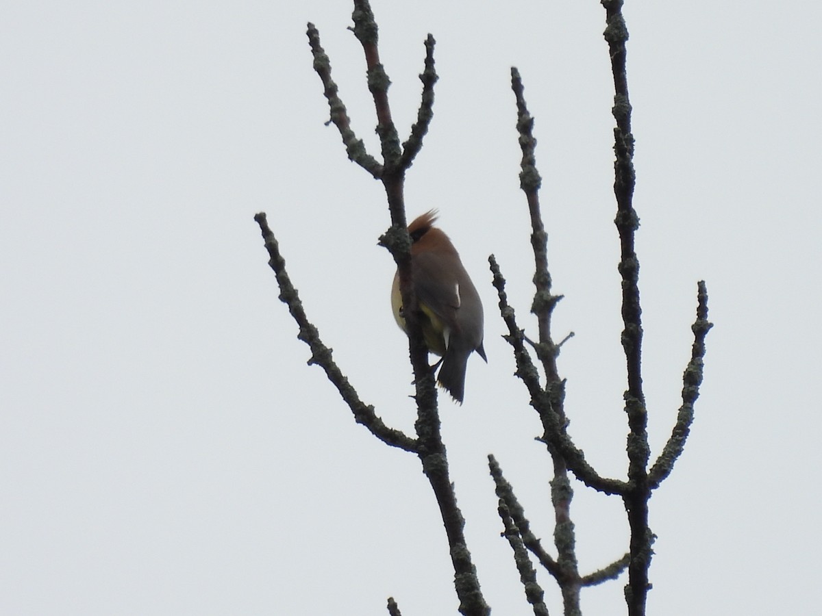 Cedar Waxwing - ML620643439