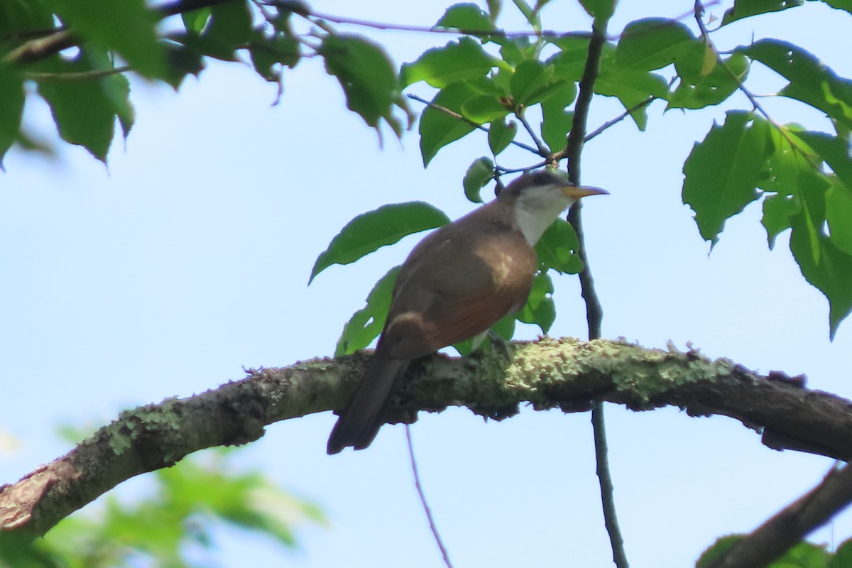 Yellow-billed Cuckoo - ML620643441